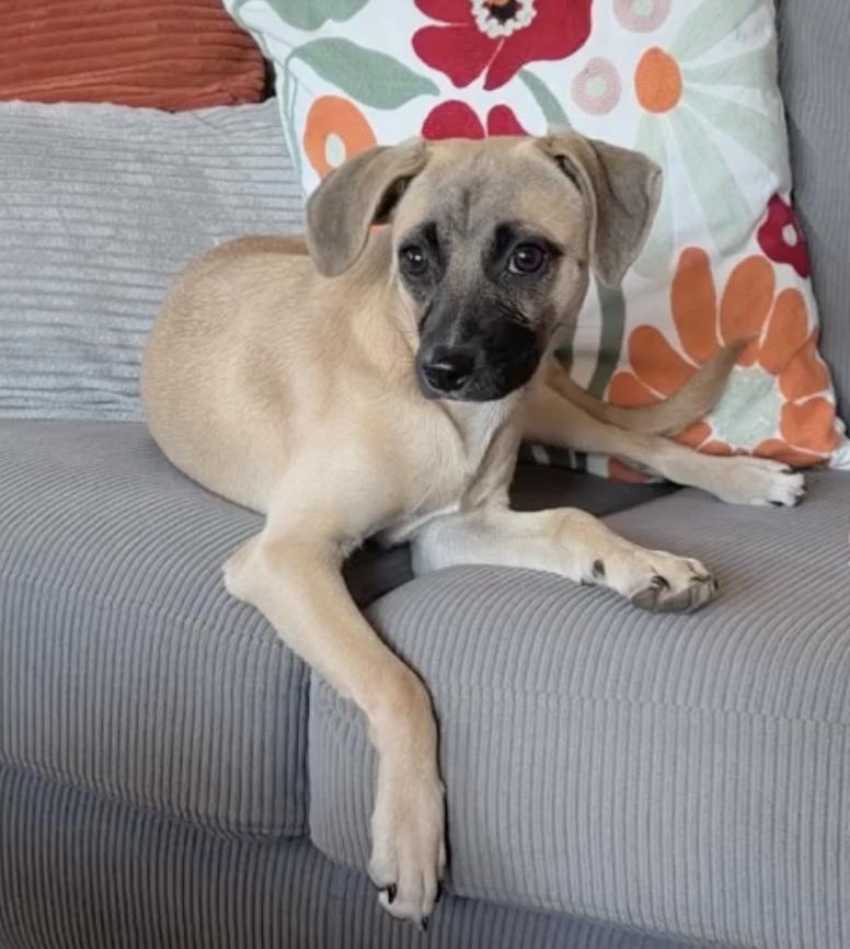 Enlarge Lexus, a Adoptable mixed breed in Silvana, WA image 1/7