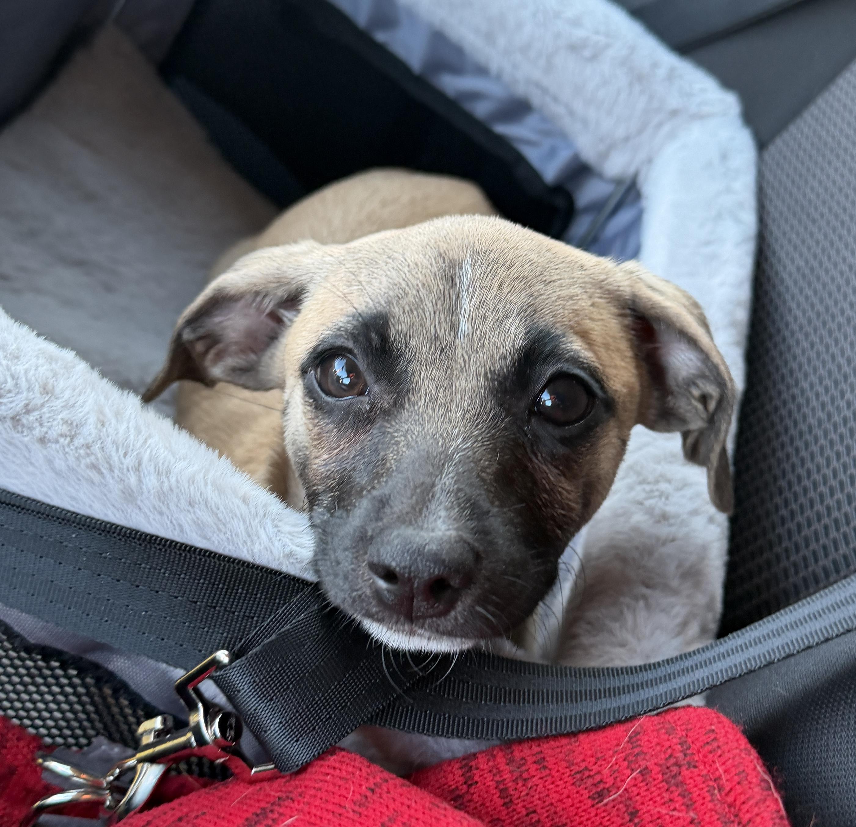 Enlarge Lexus, a Adoptable mixed breed in Silvana, WA image 2/6