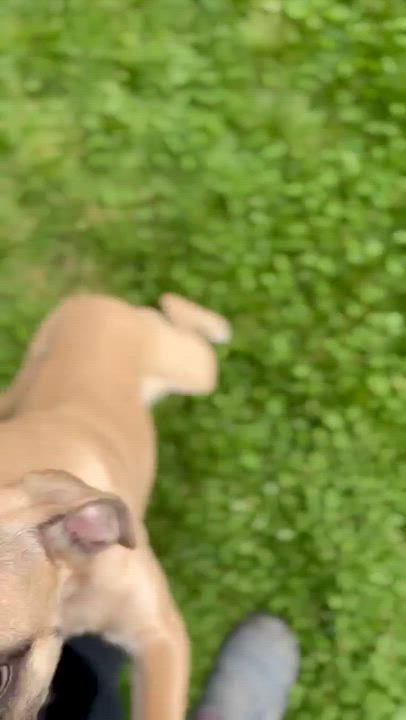 Enlarge Lexus, a Adoptable mixed breed in Silvana, WA video 6/6