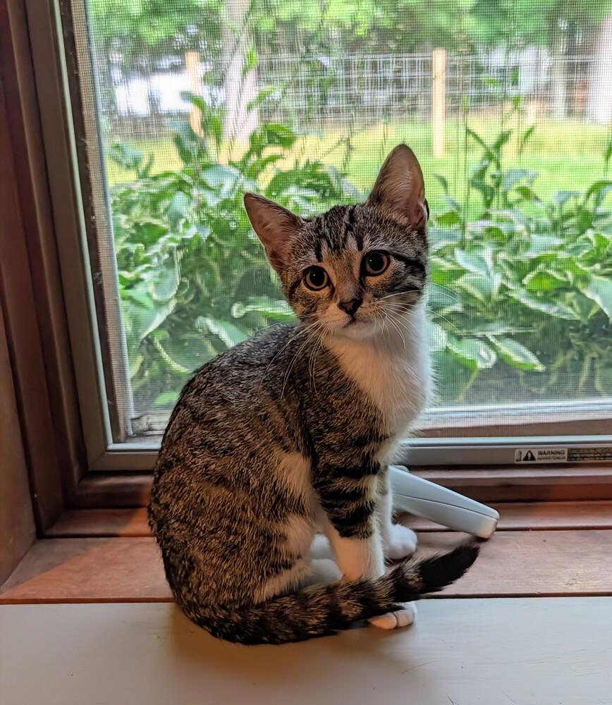 Lillie, Adoptable, Kitten Female Domestic Short Hair.