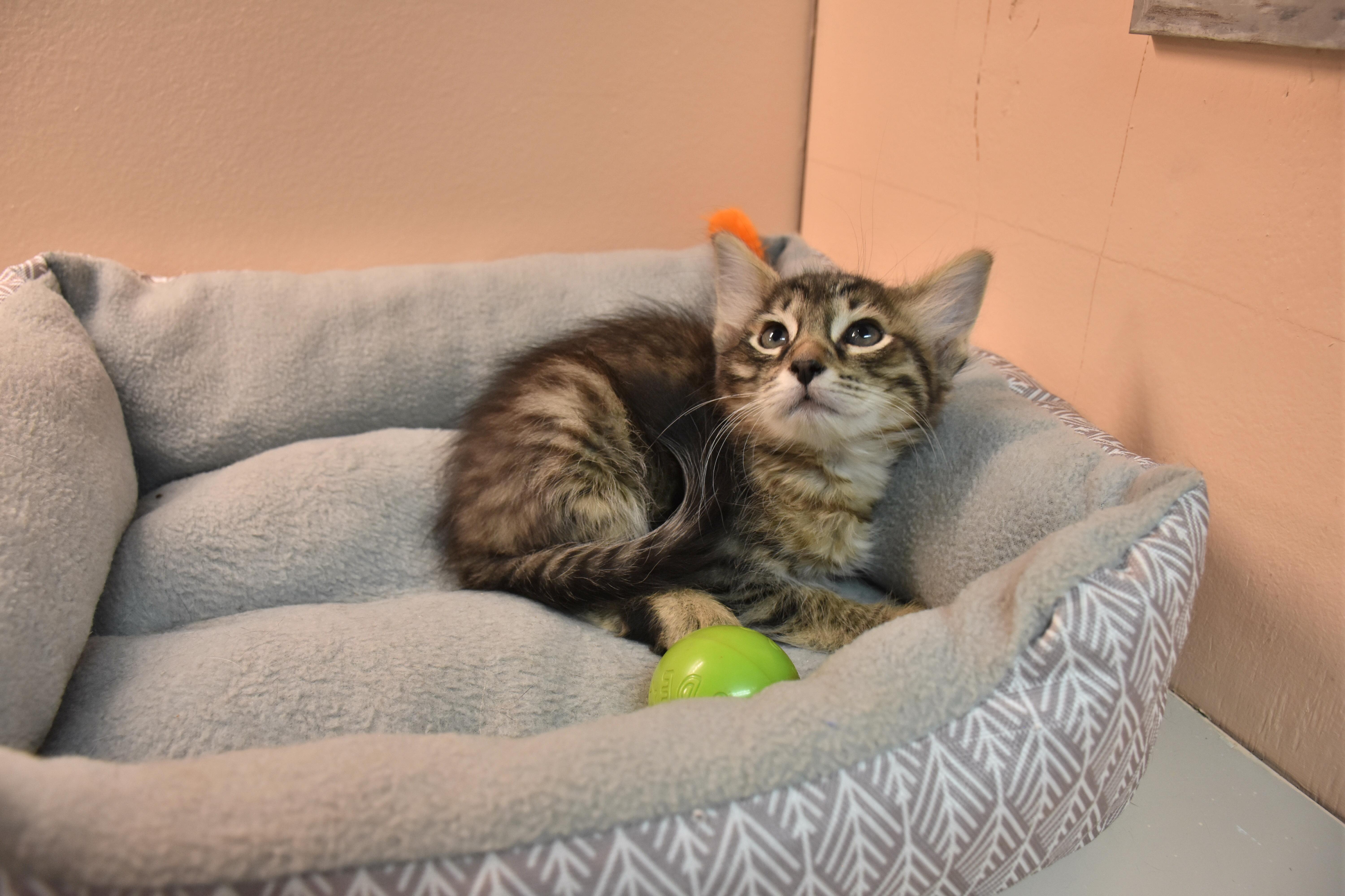 Enlarge Bagel, an adopted mixed breed in North Judson, IN image 1/1