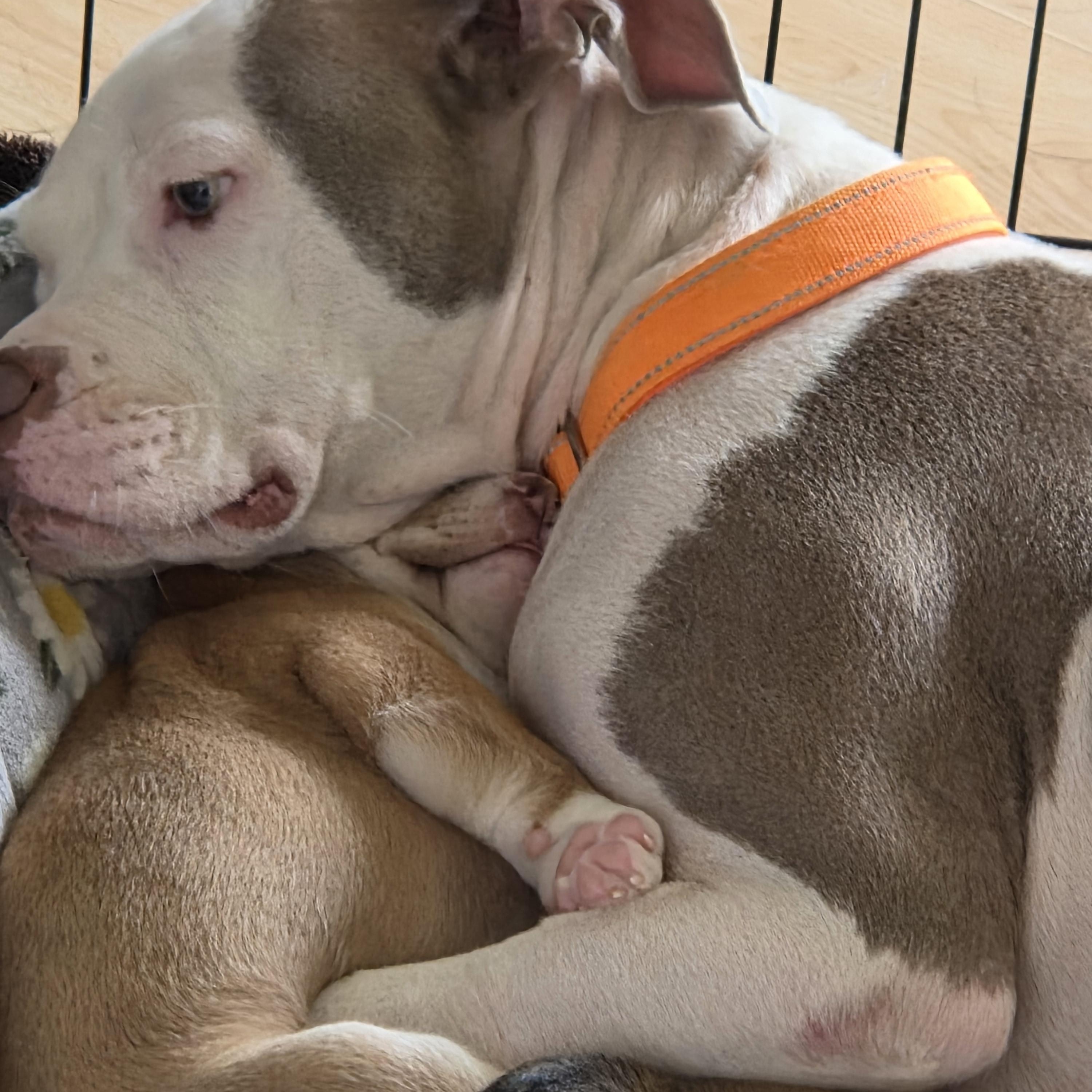 Luna momma Daydream - local love, a Adoptable mixed breed in Andover, MA image 5/6