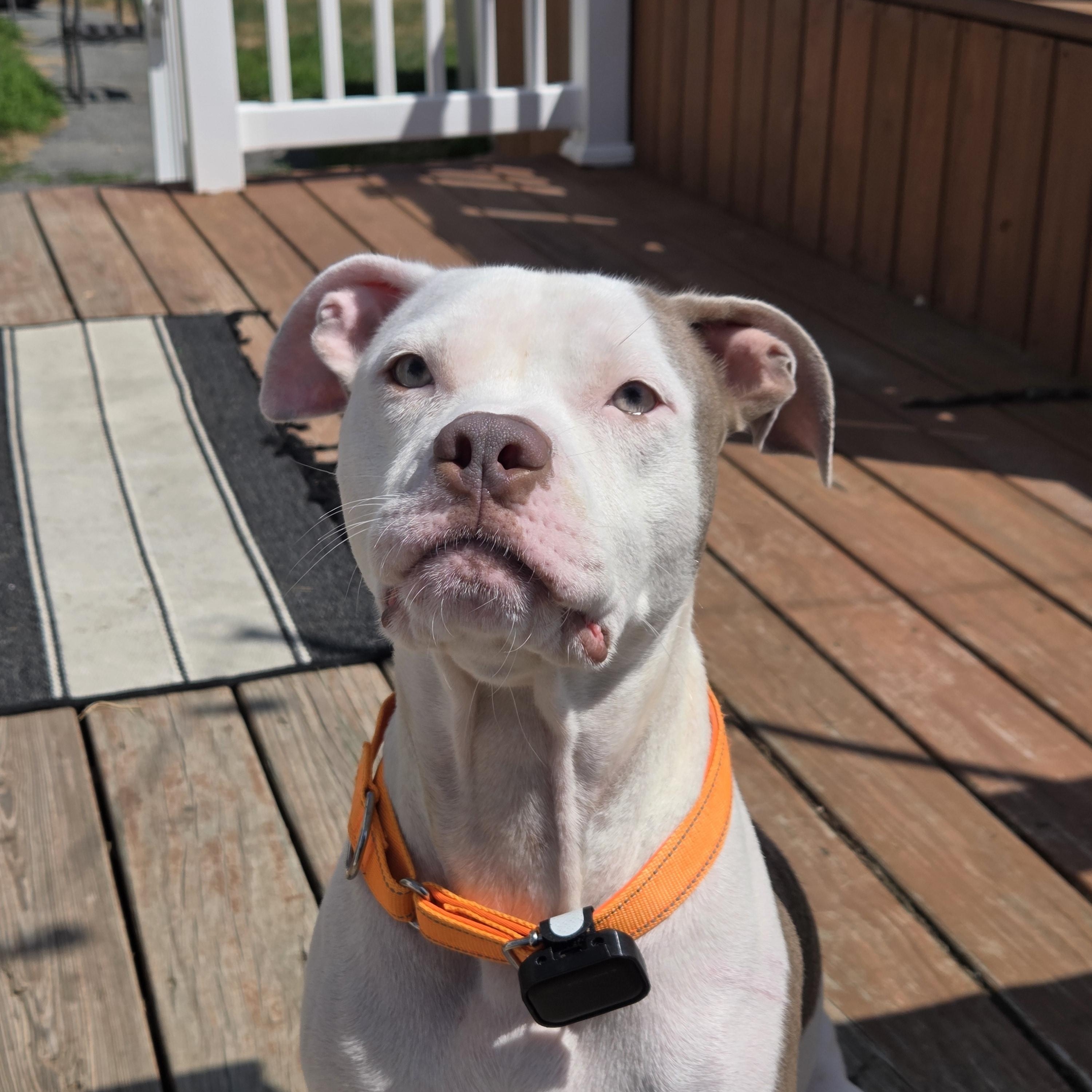 Luna momma Daydream - local love, a Adoptable mixed breed in Andover, MA image 1/6