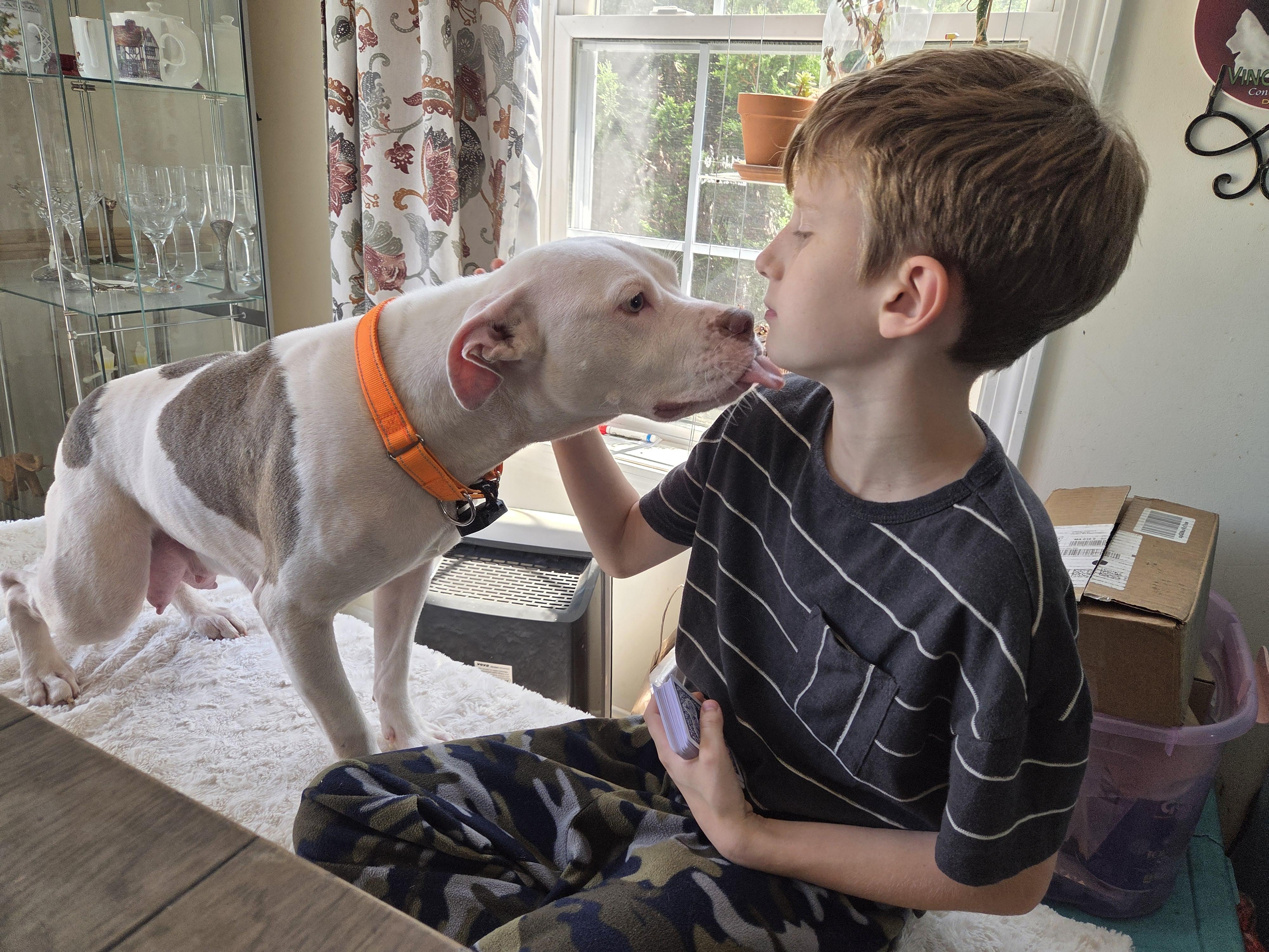 Luna momma Daydream - local love, a Adoptable mixed breed in Andover, MA image 3/6