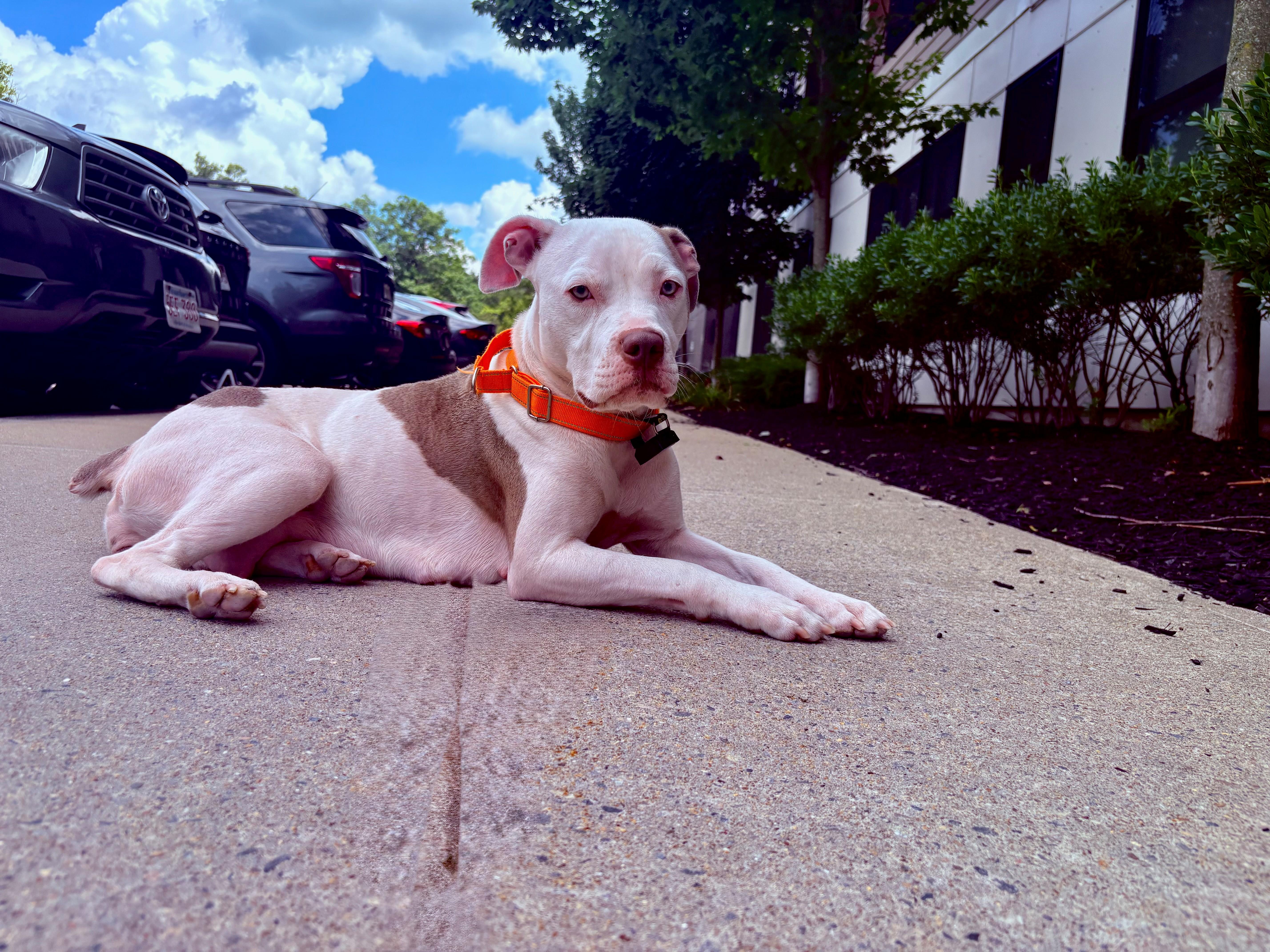 Luna momma Daydream - local love, a Adoptable mixed breed in Andover, MA image 6/6
