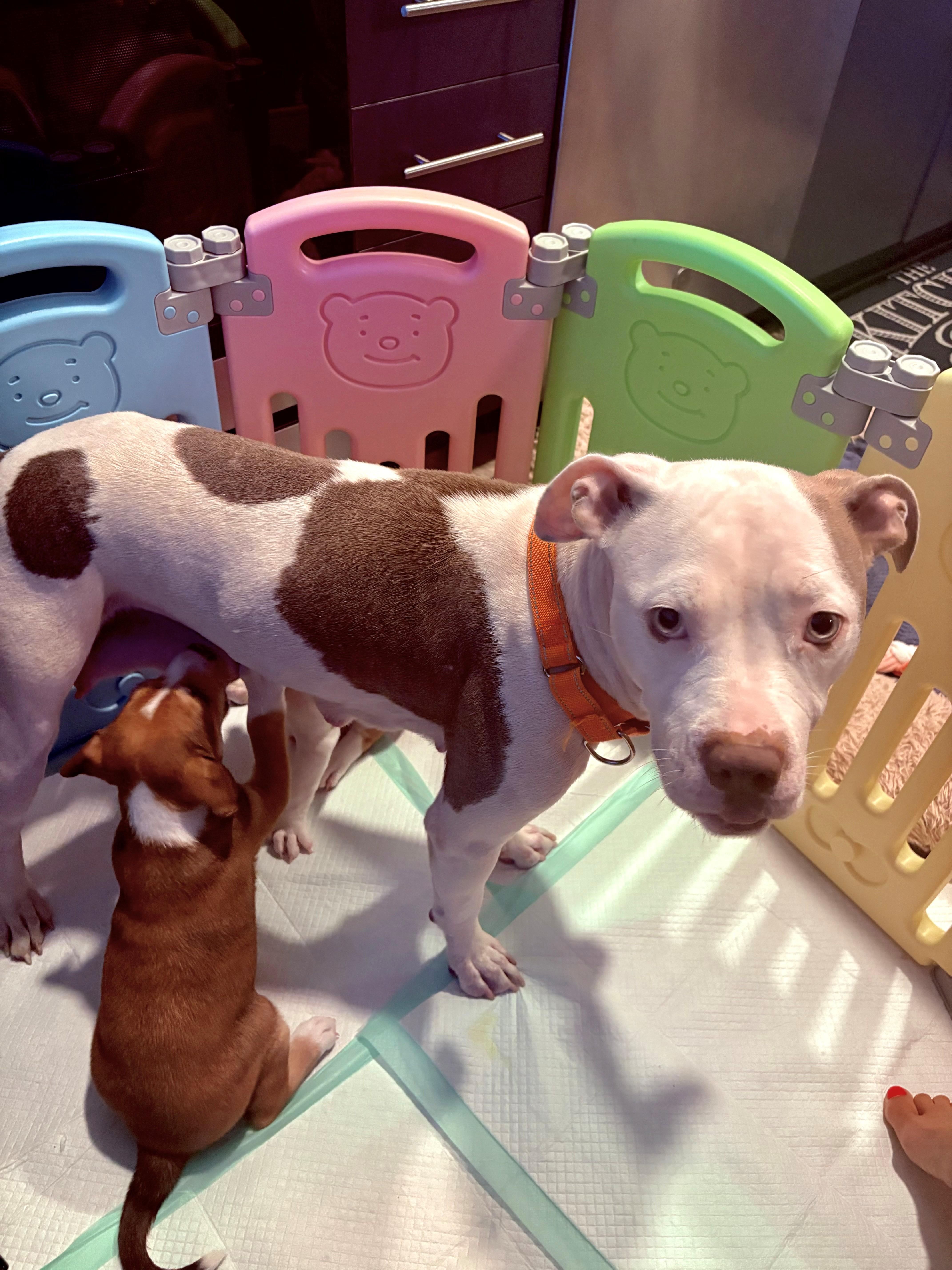 Luna momma Daydream - local love, a Adoptable mixed breed in Andover, MA image 2/6