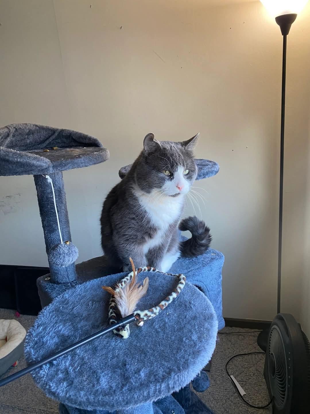 Smudge, a Adoptable Domestic Short Hair in Grand Island, NY image 1/4