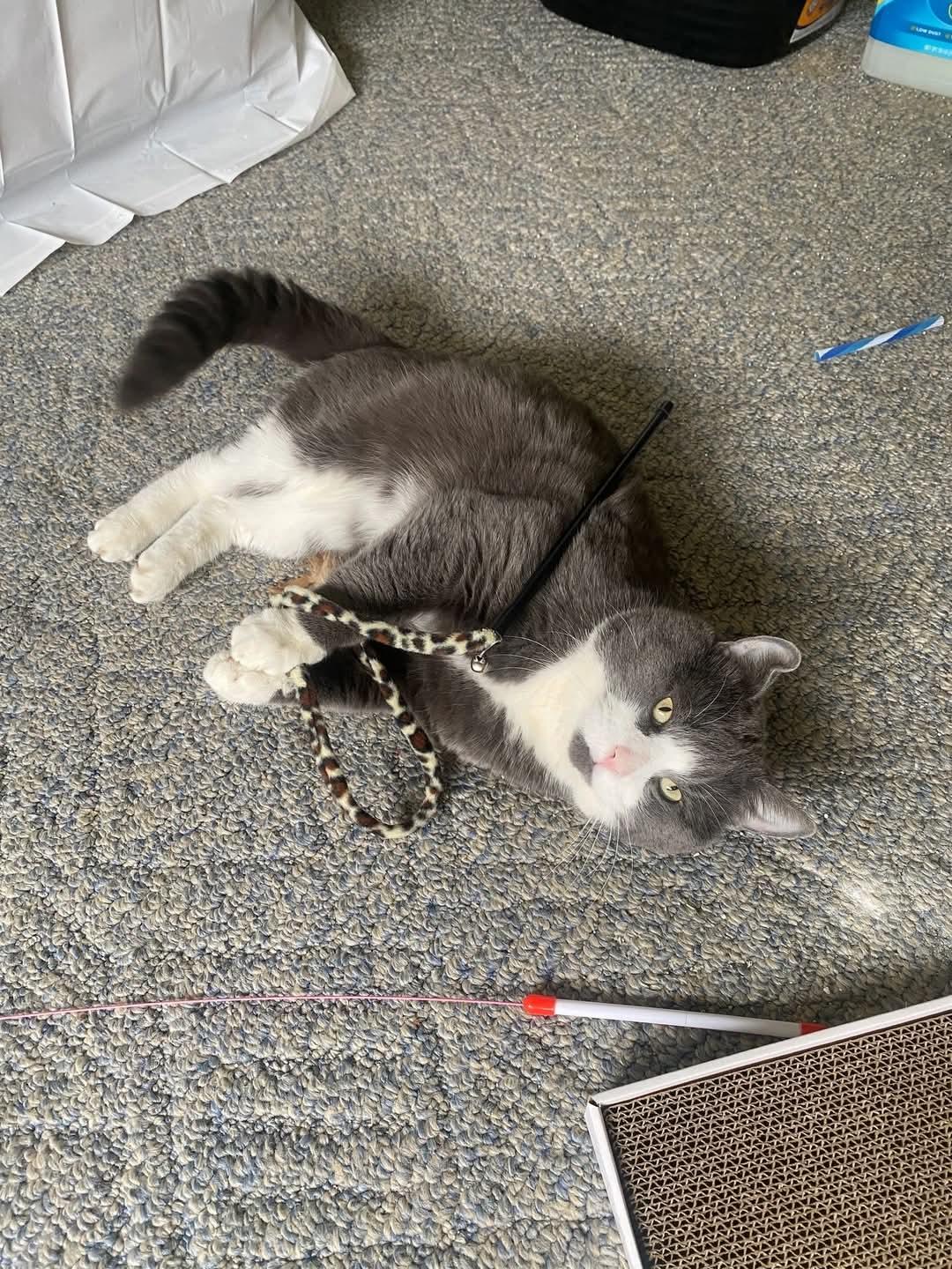 Smudge, a Adoptable Domestic Short Hair in Grand Island, NY image 3/4