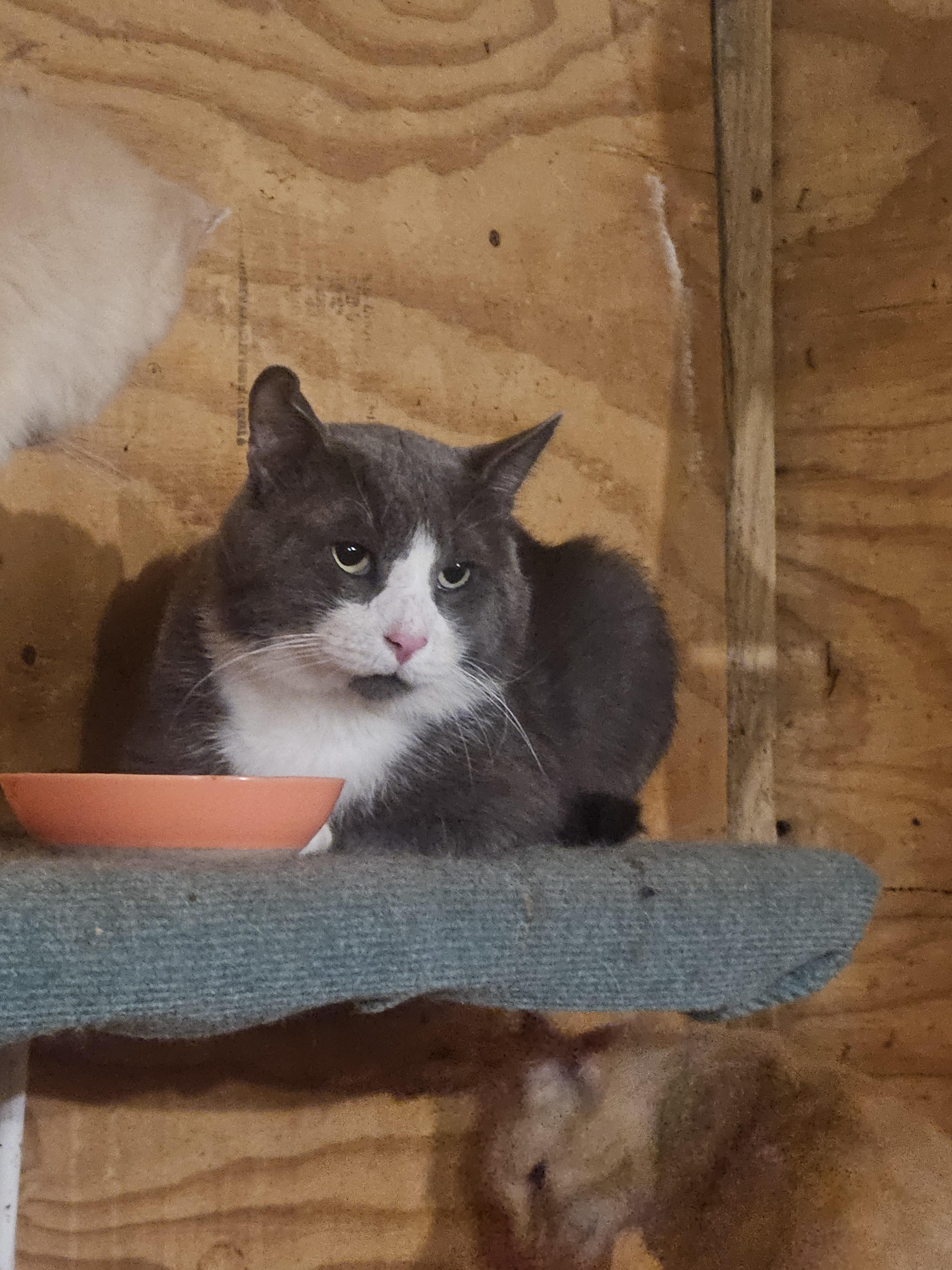 Smudge, a Adoptable Domestic Short Hair in Grand Island, NY image 2/4