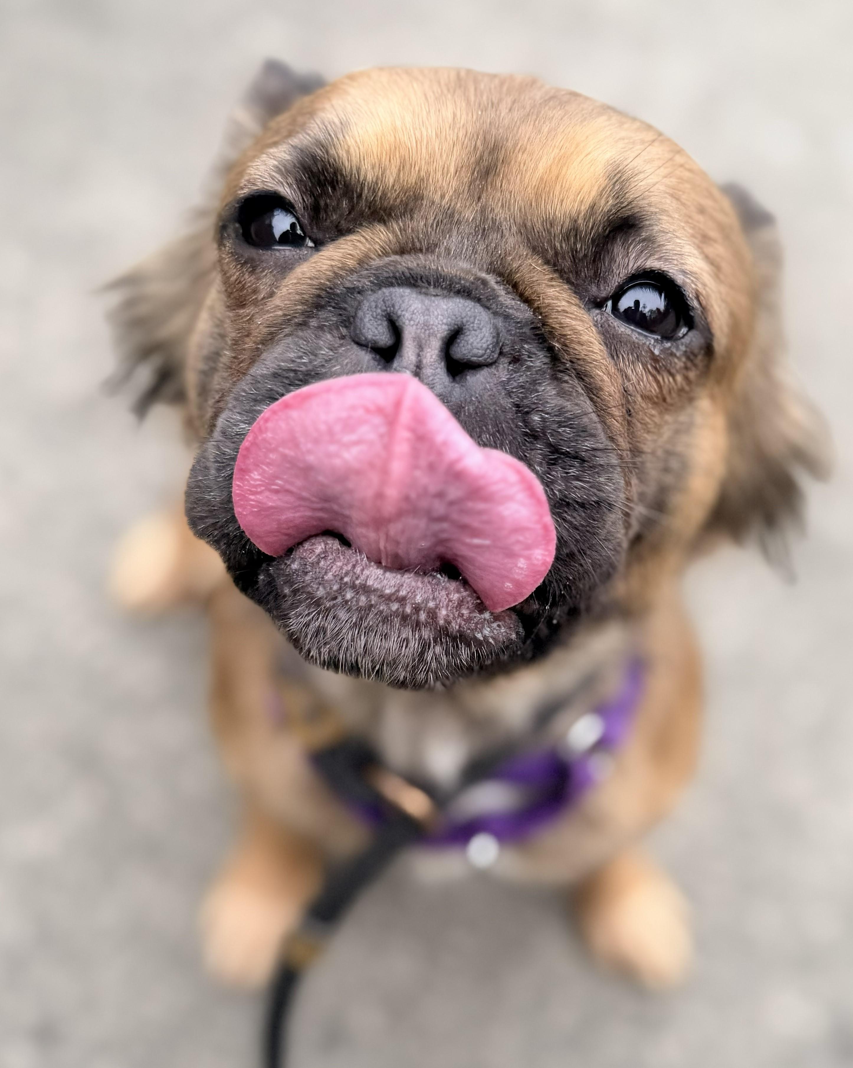 Agnes, a Adoptable French Bulldog in Tacoma, WA image 1/2
