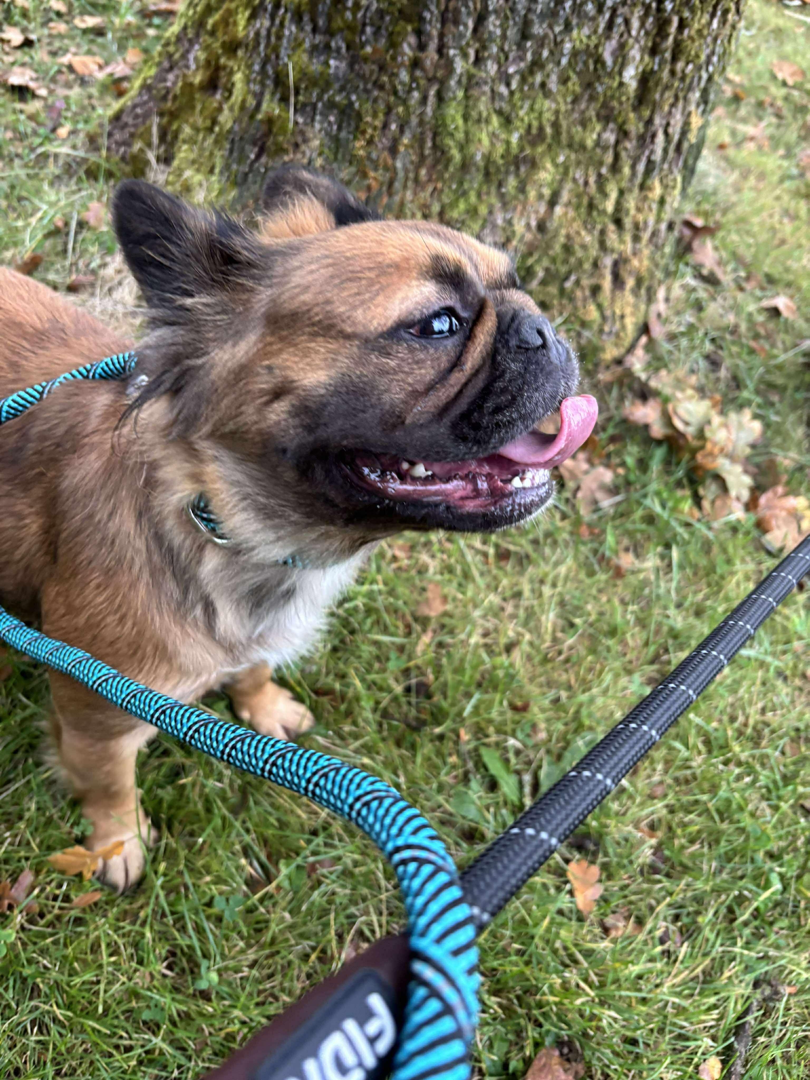 Agnes, a Adoptable French Bulldog in Tacoma, WA image 2/2