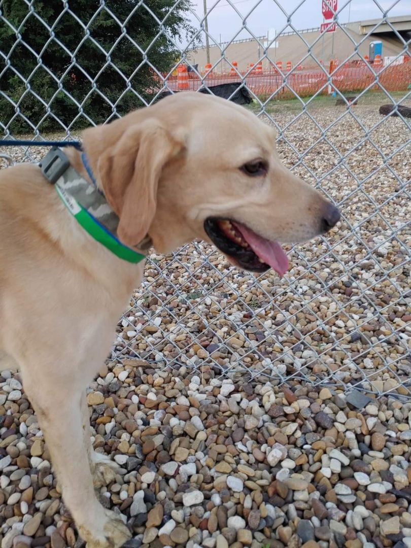 Brax, a Adoptable mixed breed in Lubbock, TX image 1/4