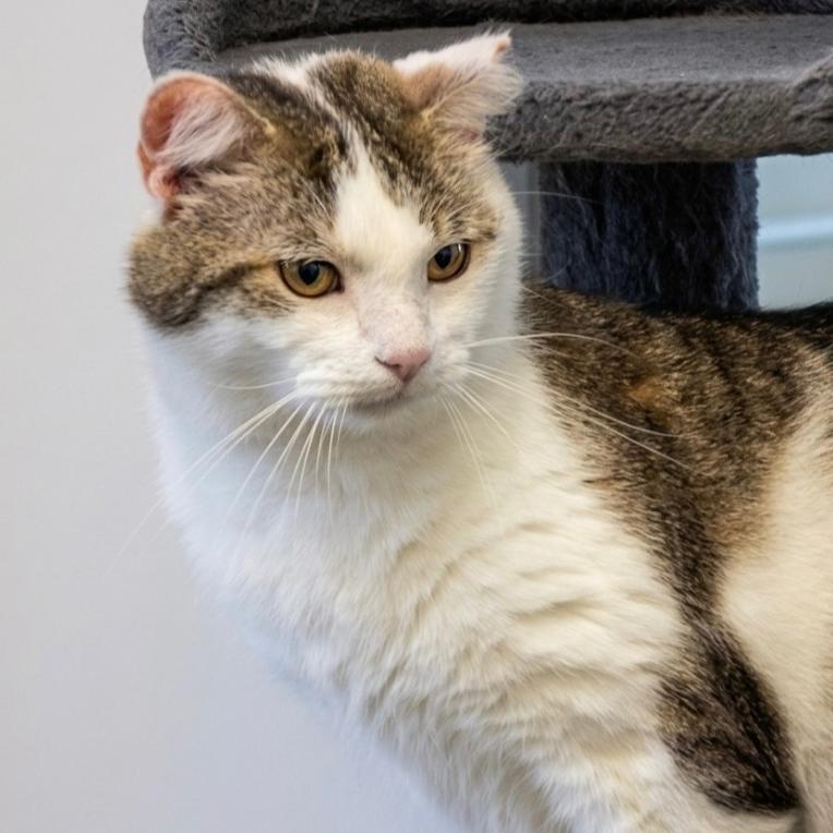 Enlarge Decker, a Adoptable American Bobtail in Indiana, PA image 2/3