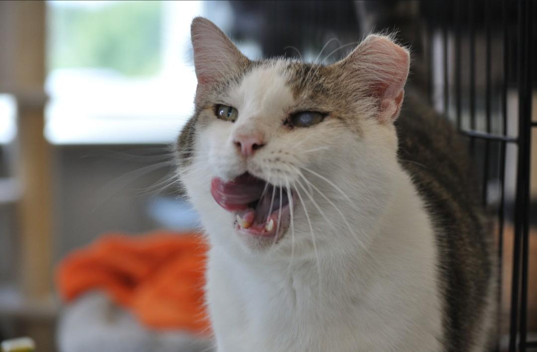 Decker, ADOPTABLE, Adult • Male, American Bobtail.