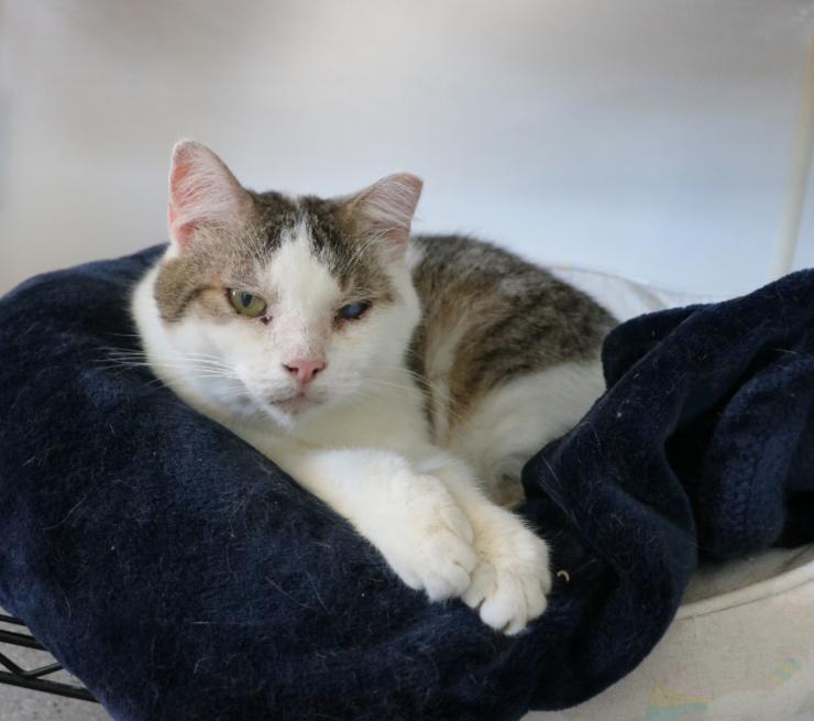 Enlarge Decker, a Adoptable American Bobtail in Indiana, PA image 3/3