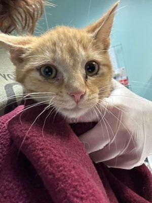 Richie, Adoptable, Young Male Domestic Short Hair.