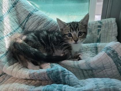 Tiger, Adoptable, Kitten Male Domestic Short Hair & Domestic Short Hair.