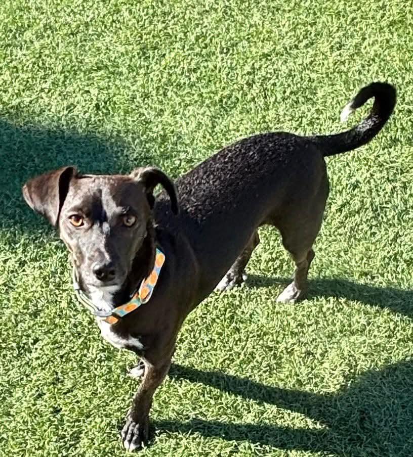 Enlarge Jojo, a Adoptable mixed breed in Las Vegas, NV image 2/2