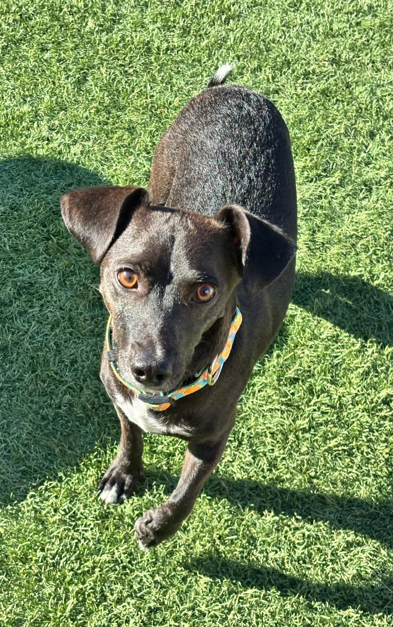 Enlarge Jojo, a Adoptable mixed breed in Las Vegas, NV image 1/2