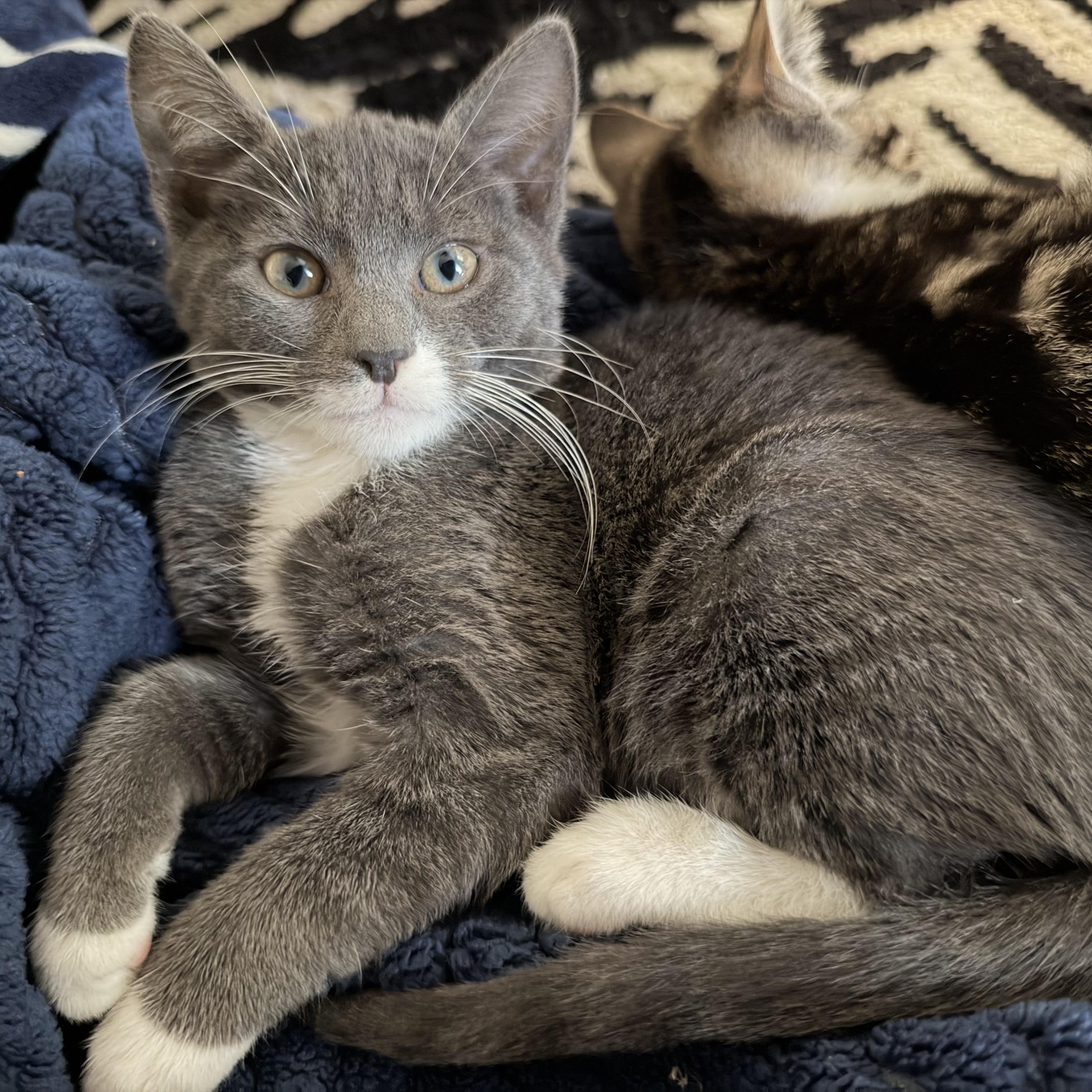 Rocky, Adoptable, Kitten Male Domestic Short Hair.