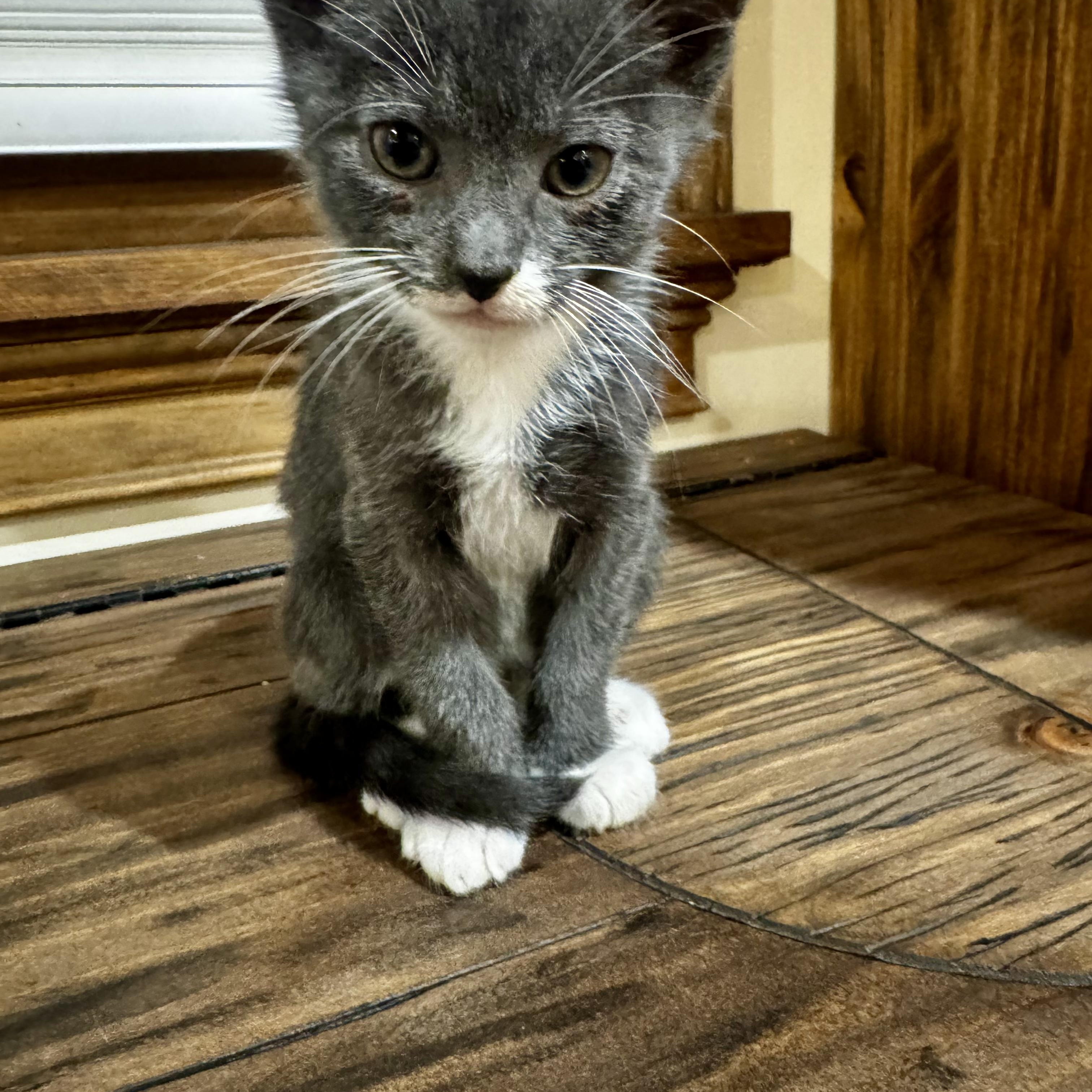 Enlarge Rocky, a Adoptable Domestic Short Hair in Moriches, NY image 2/2