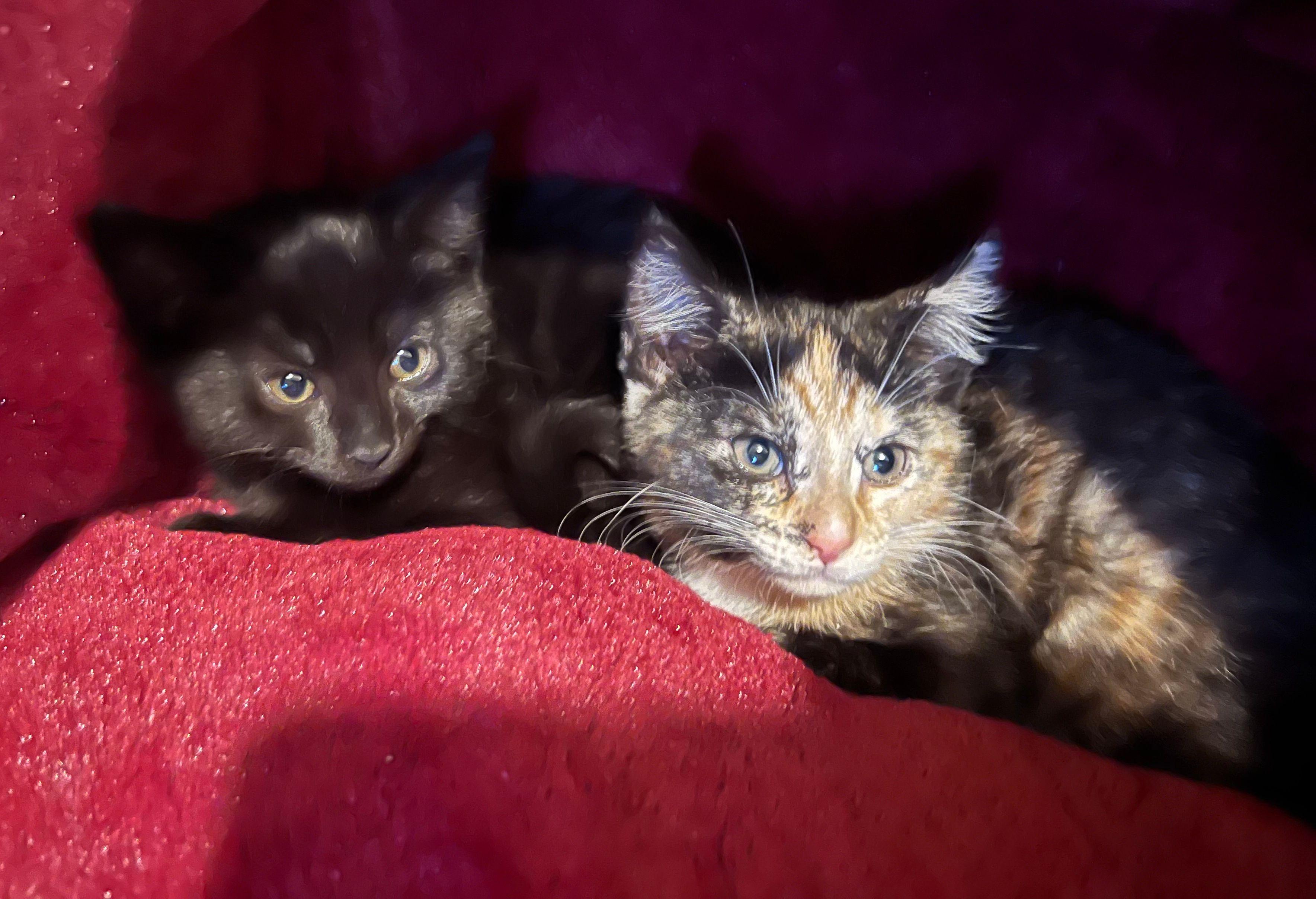 Patches and Little Bear, ADOPTABLE, Kitten Female American Shorthair.