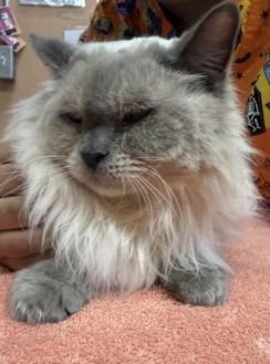 Harmony, Adopted, Senior Female Siamese.