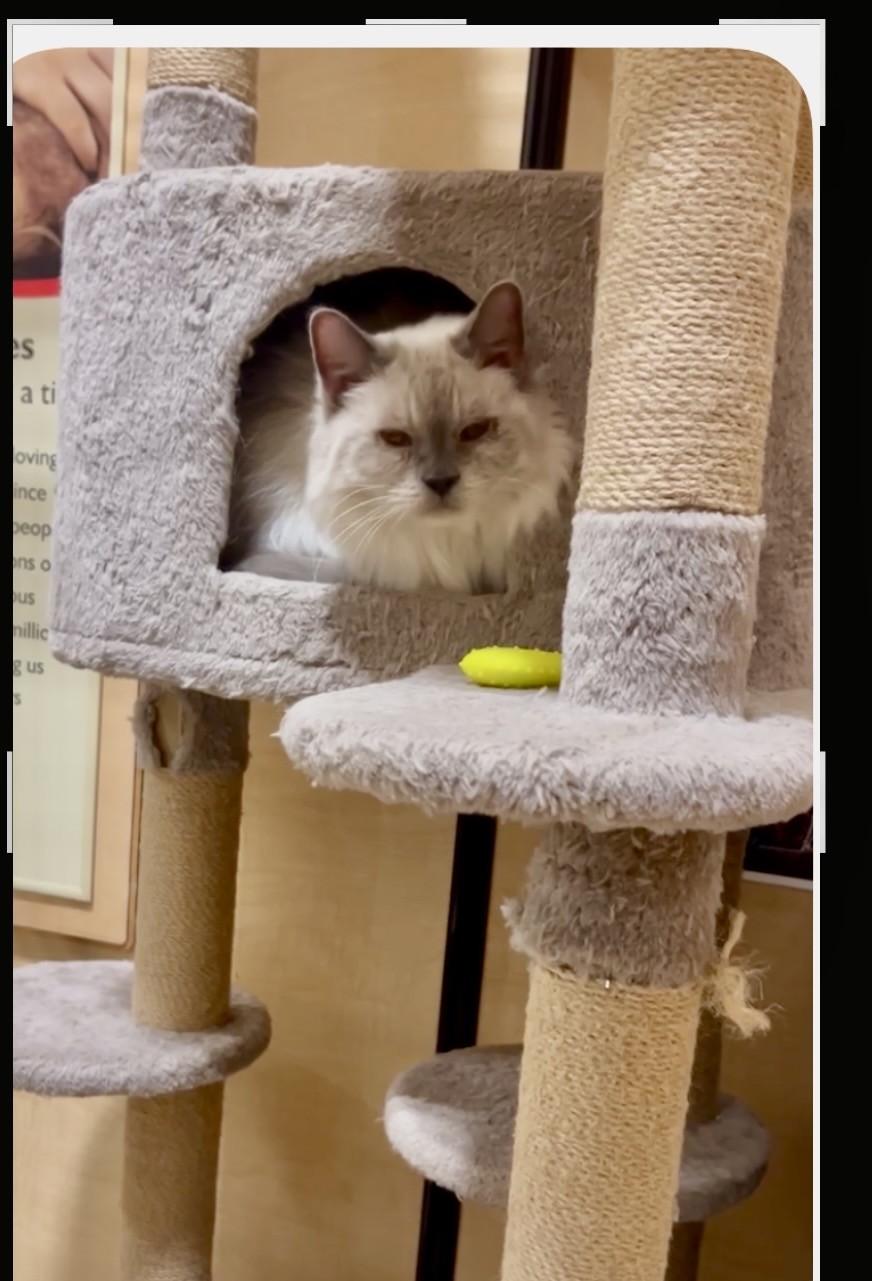 Enlarge Harmony, a Adopted Siamese in Phoenix, AZ image 4/4