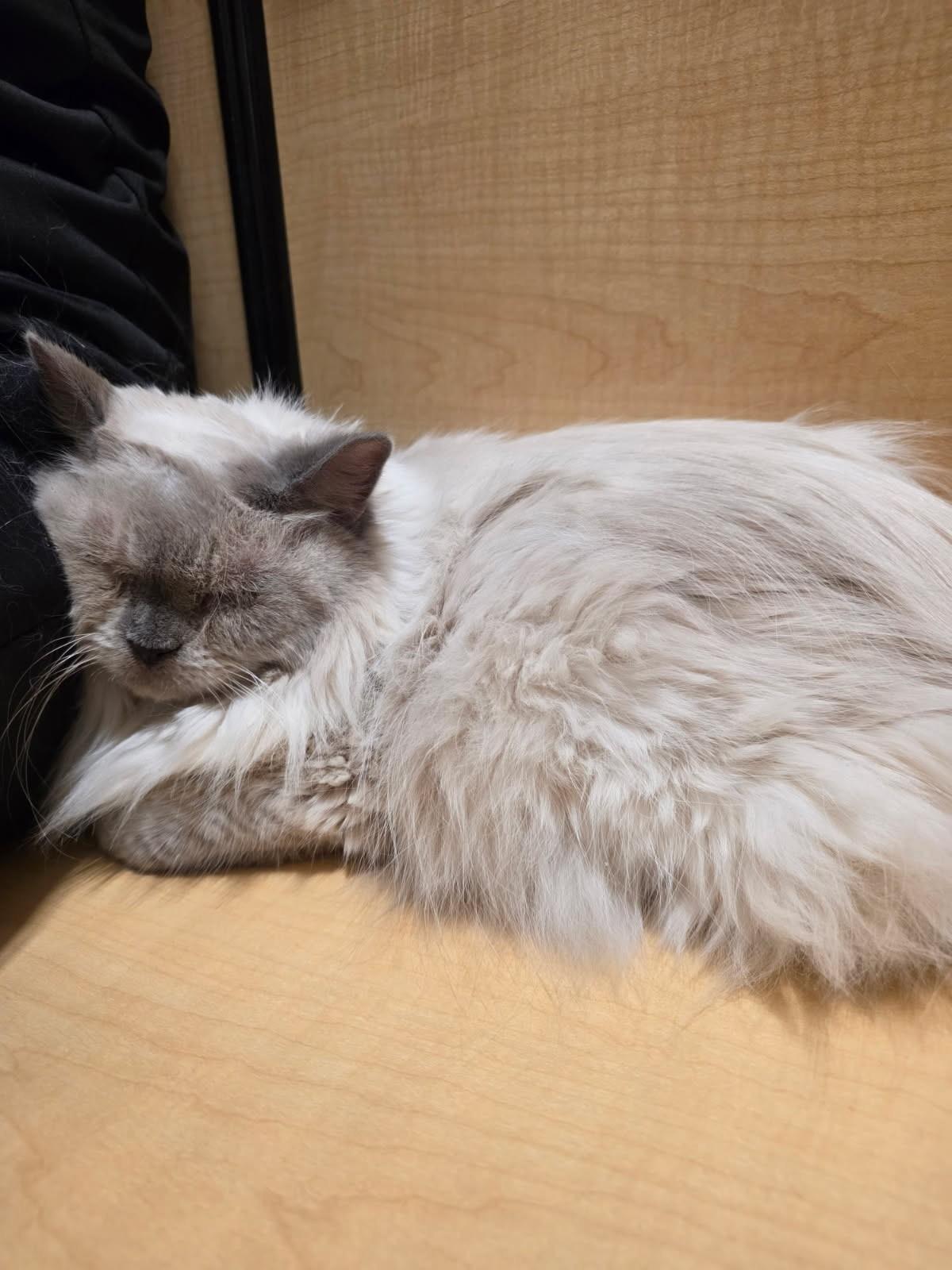 Enlarge Harmony, a Adopted Siamese in Phoenix, AZ image 2/4