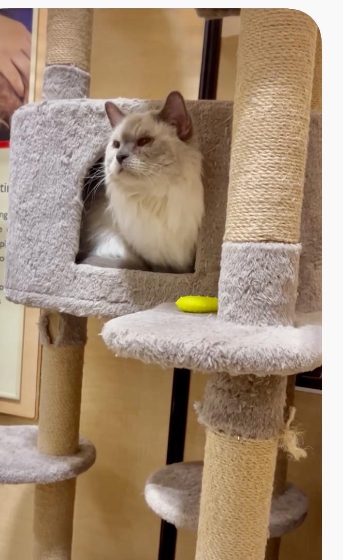 Enlarge Harmony, a Adopted Siamese in Phoenix, AZ image 3/4