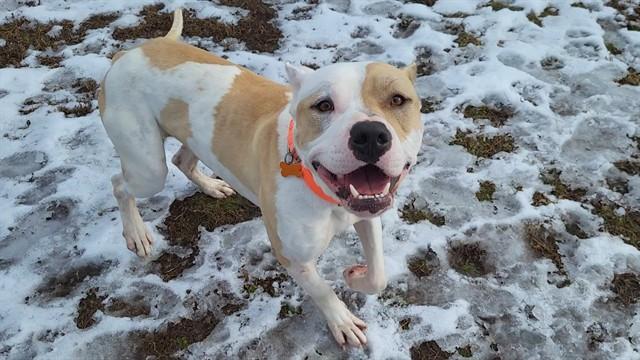 Enlarge POKEY, a Adoptable Pit Bull Terrier in Springfield, MA image 1/1