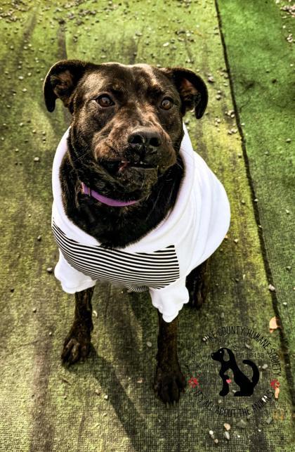 Fiona, Adoptable, Adult Female Mixed Breed & Mixed Breed.