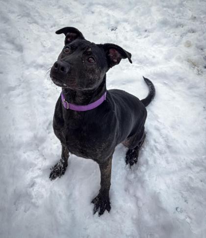 Enlarge Fiona, a Adoptable Mixed Breed in Shohola, PA image 3/6