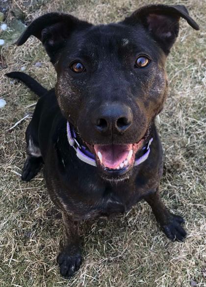 Enlarge Fiona, a Adoptable Mixed Breed in Shohola, PA image 5/6