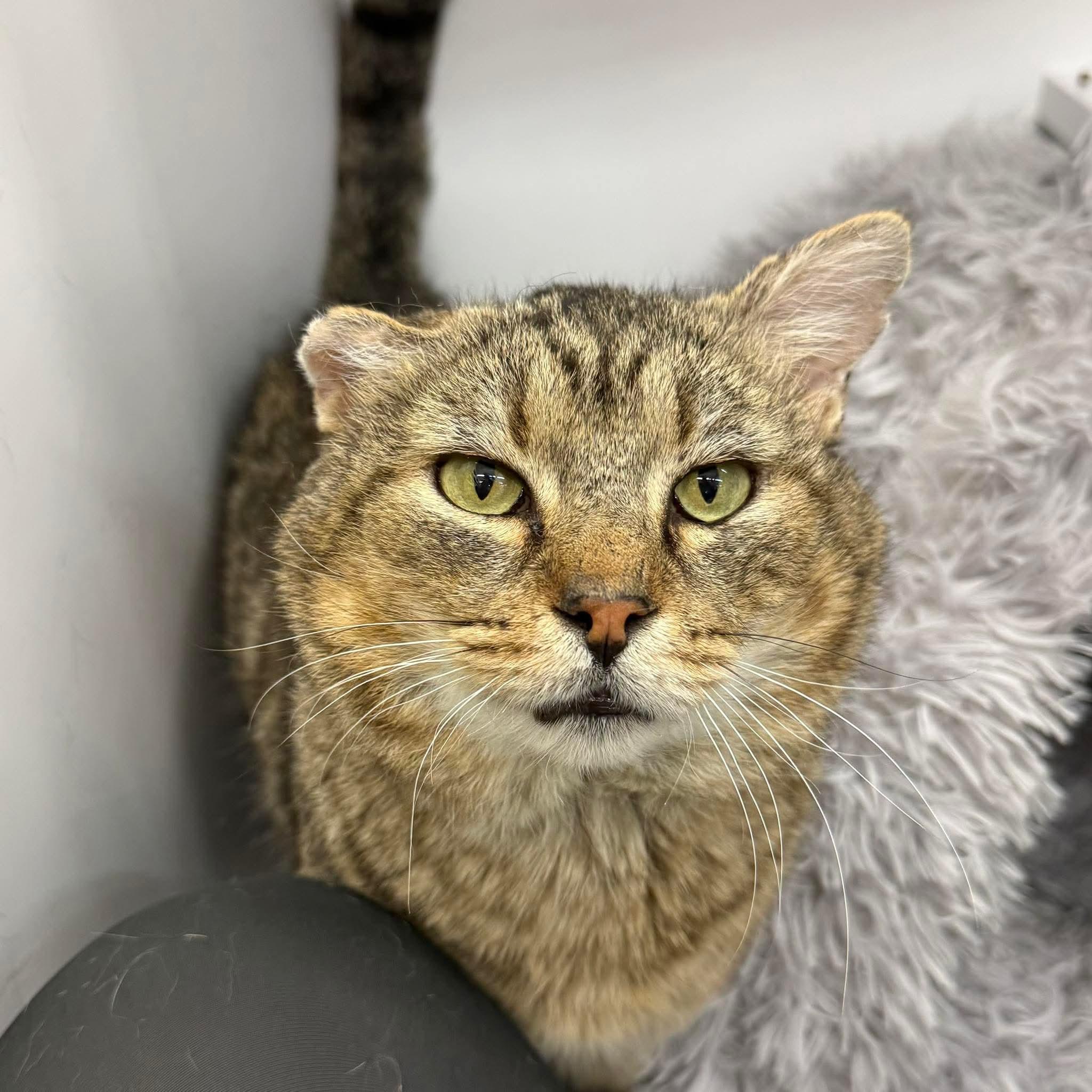 Enlarge BISHOP, a Adoptable Domestic Short Hair in Hartville, OH image 2/6