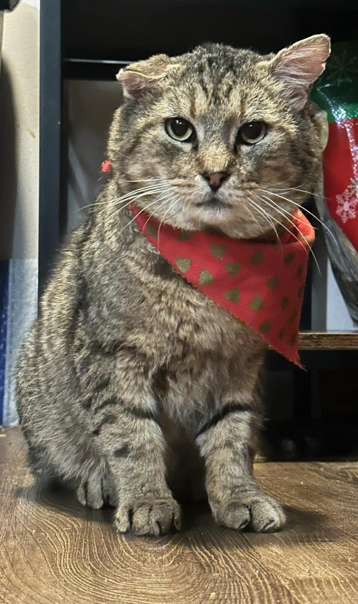 BISHOP, Adoptable, Senior Male Domestic Short Hair.