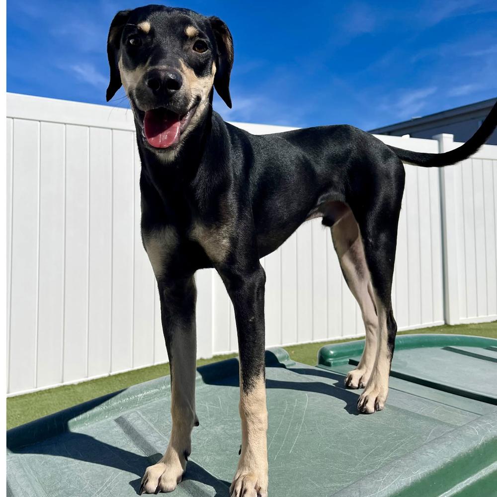 Ducky, Adoptable, Puppy Male Hound.