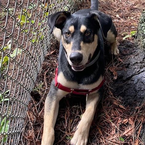 Enlarge Ripple, a Adoptable mixed breed in Fort Bragg, CA image 1/6