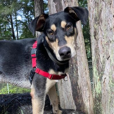 Enlarge Ripple, a Adoptable mixed breed in Fort Bragg, CA image 2/6