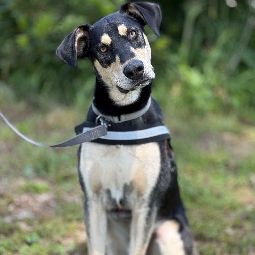Enlarge Ripple, a Adoptable mixed breed in Fort Bragg, CA image 3/6