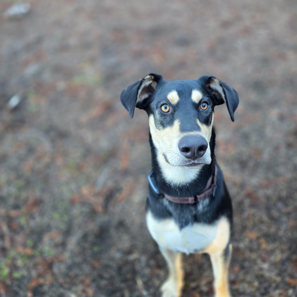 Enlarge Ripple, a Adoptable mixed breed in Fort Bragg, CA image 1/4