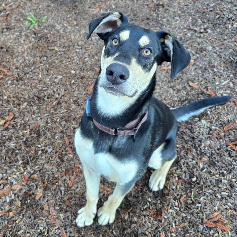 Enlarge Ripple, a Adoptable mixed breed in Fort Bragg, CA image 2/4