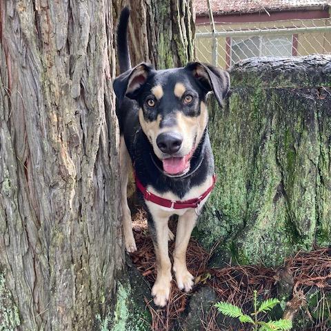 Enlarge Ripple, a Adoptable mixed breed in Fort Bragg, CA image 5/6