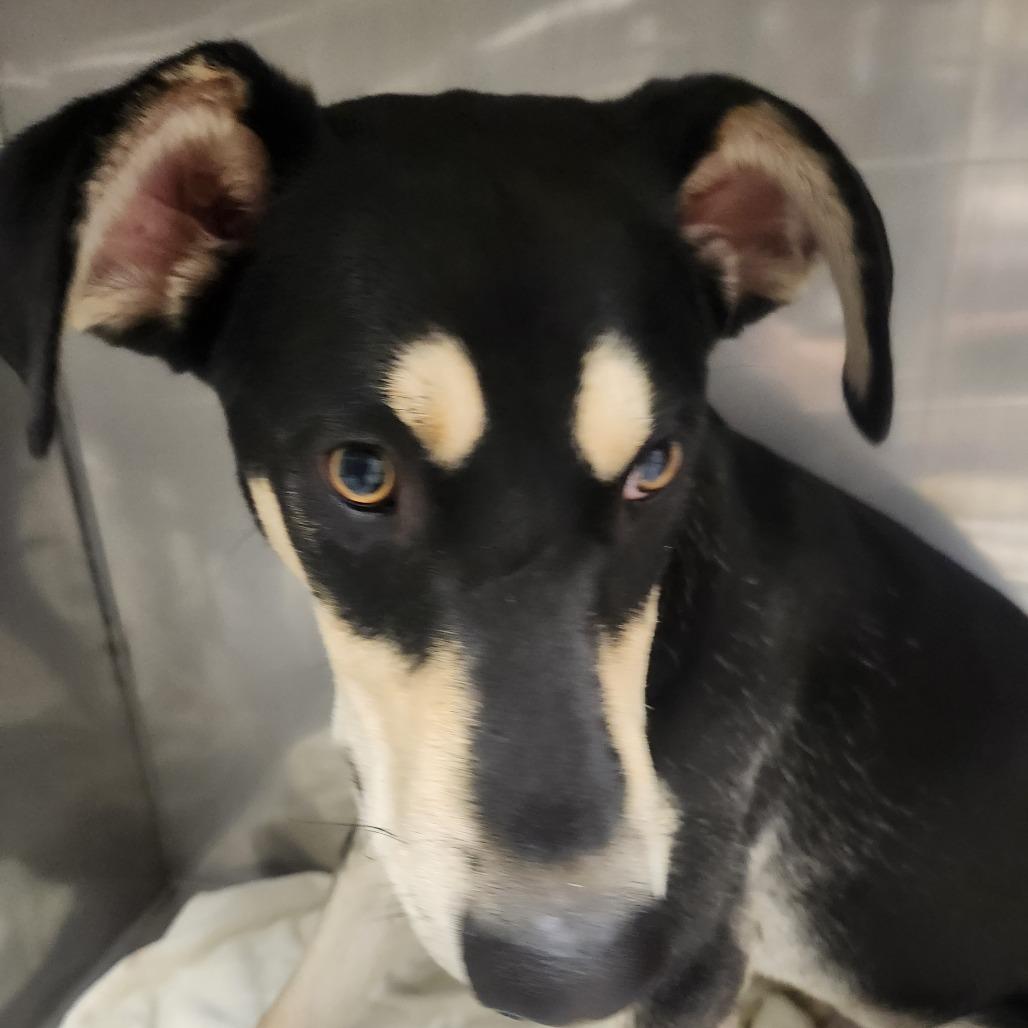 Enlarge Ripple, a Adoptable mixed breed in Fort Bragg, CA image 3/4