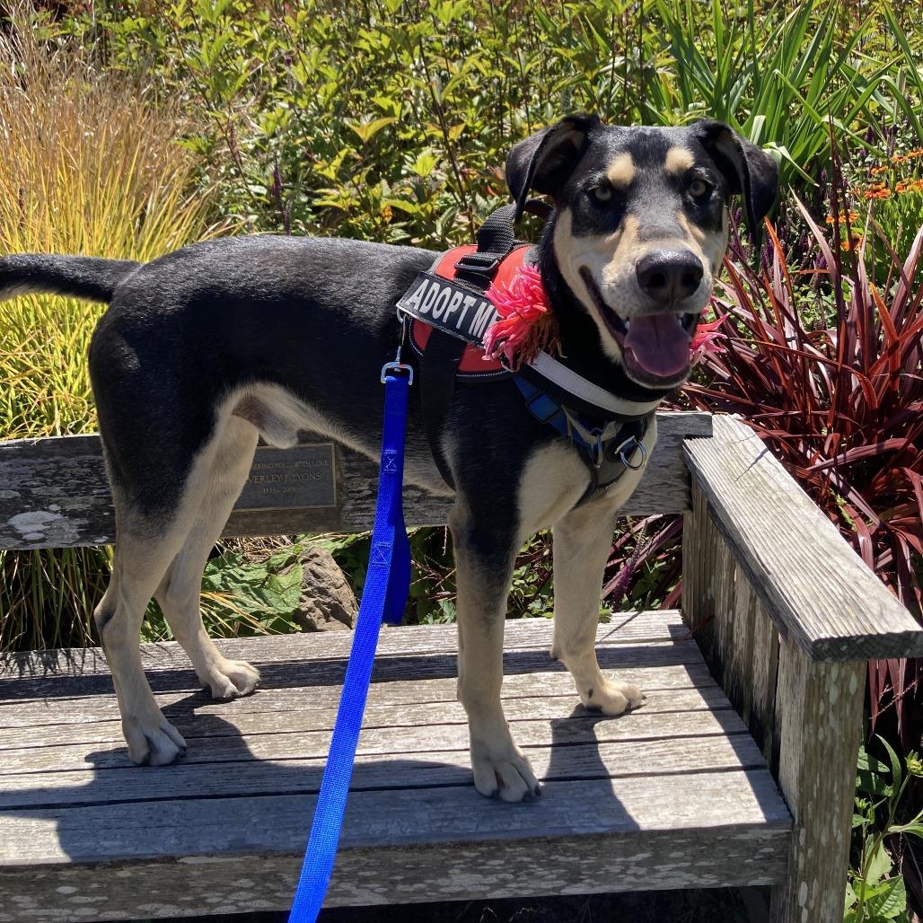 Enlarge Ripple, a Adoptable mixed breed in Fort Bragg, CA image 5/6