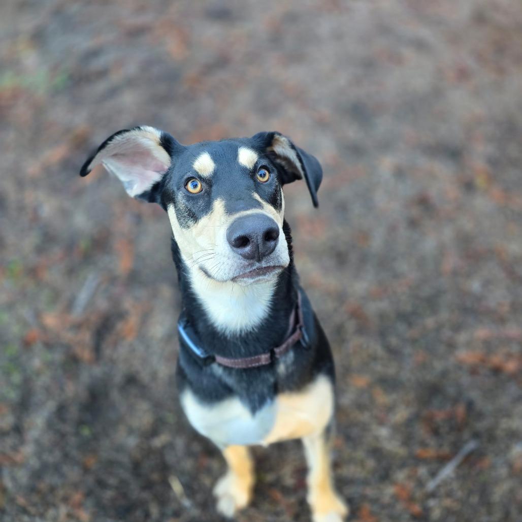 Enlarge Ripple, a Adoptable mixed breed in Fort Bragg, CA image 4/4