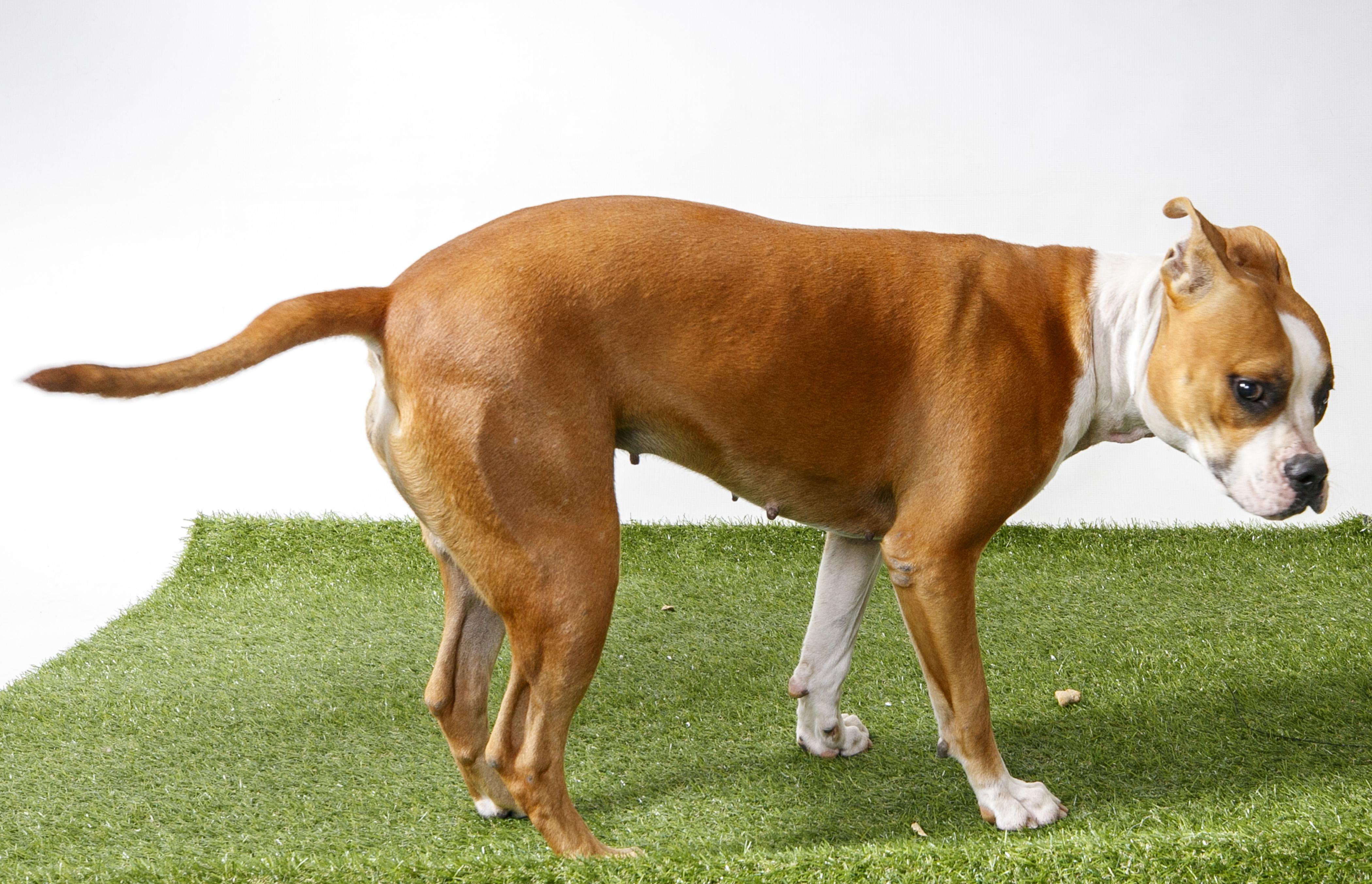 Enlarge Lady, a Adoptable Pit Bull Terrier in Harvey , LA image 1/1