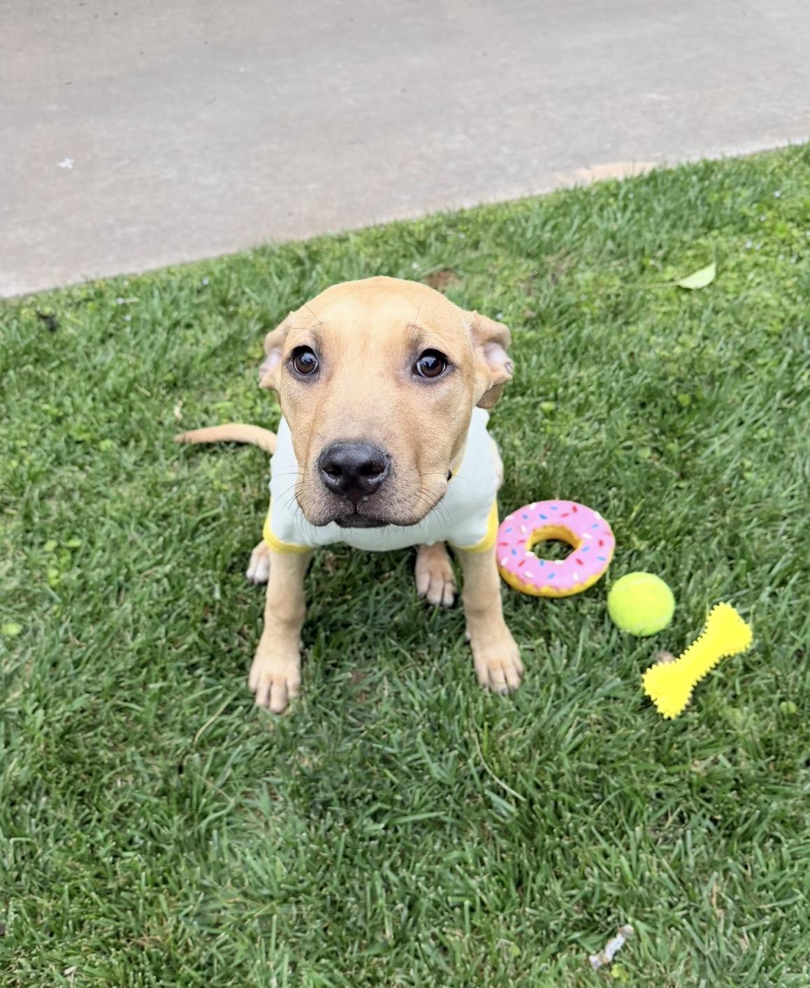 Luna, a ADOPTABLE mixed breed in Oklahoma City, OK image 2/3