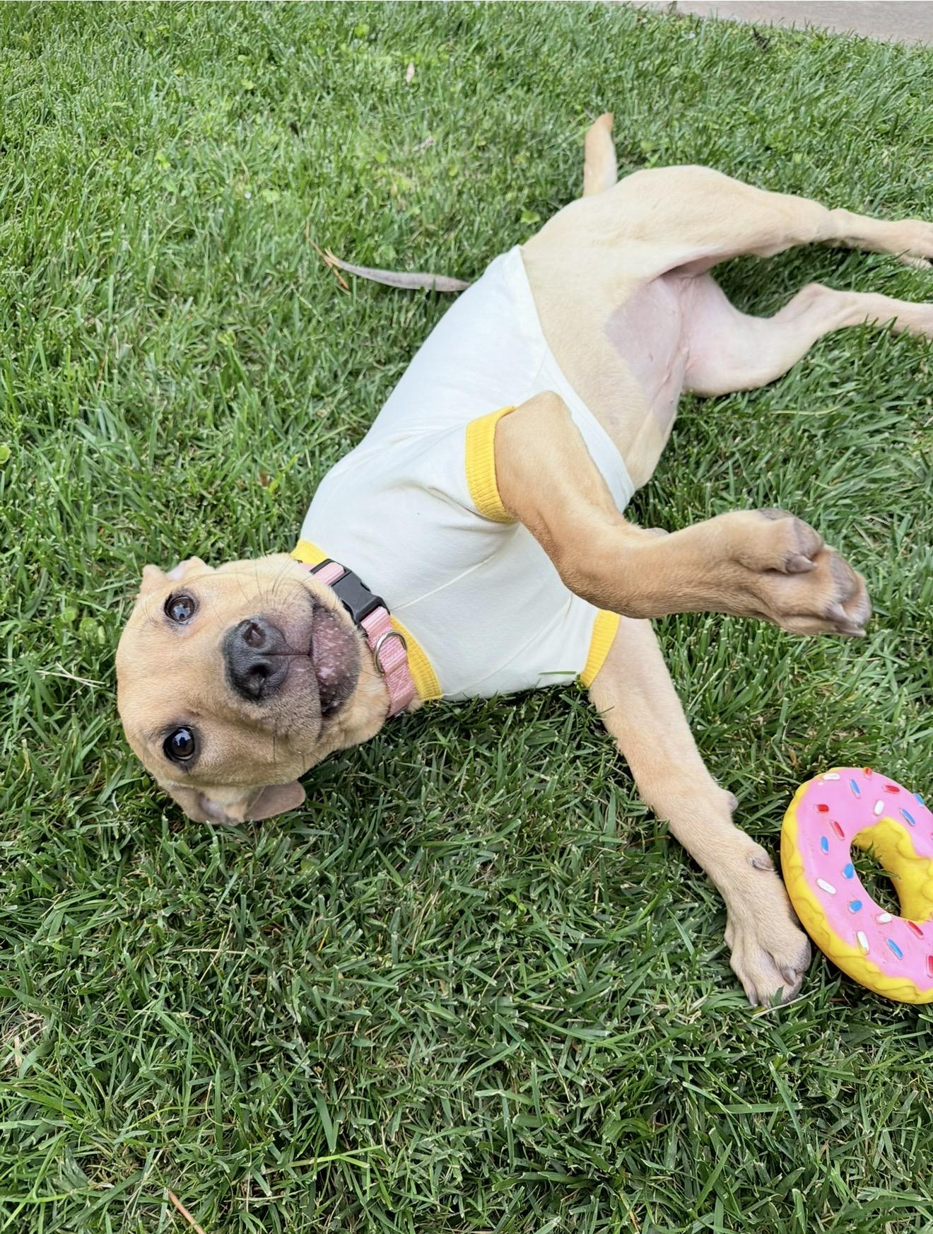 Luna, a ADOPTABLE mixed breed in Oklahoma City, OK image 1/3