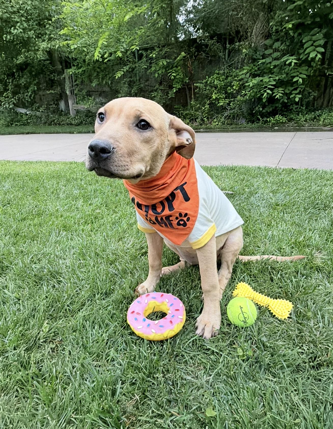 Luna, a ADOPTABLE mixed breed in Oklahoma City, OK image 3/3